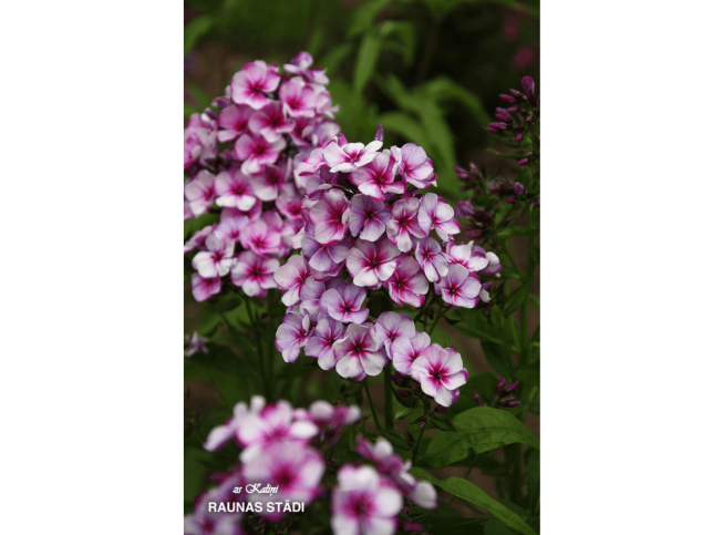 Phlox paniculata   'Neon Flare Blue'